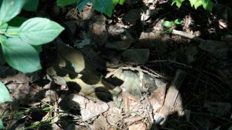 Stephens Old Home photo 4