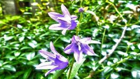 OAP Meet 2013 - Beautiful-Stone-House190.jpg