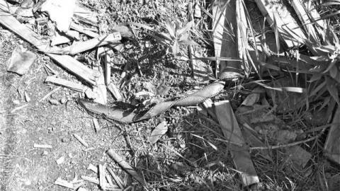 Aug 2013 - DSCF6277.jpg