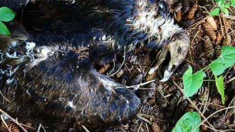 August 2013 - Cars-With-a-Chance-of-Carcass26.jpg