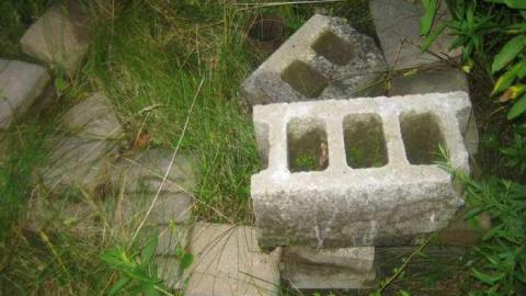 The Goat - Huttonville River Rd (5).jpg