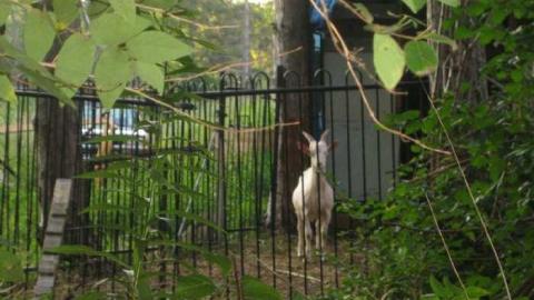 The Goat - Huttonville River Rd (14).jpg