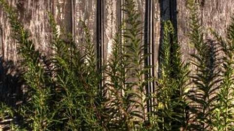 The Evil Eye - Mayport-Airfield24.jpg