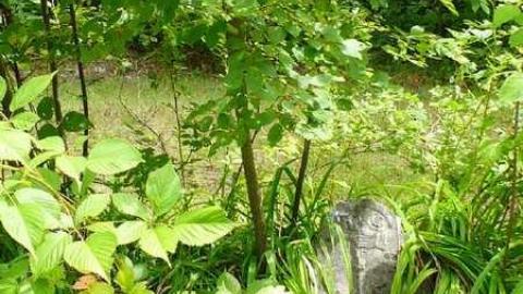 Sadowa Pioneer Cemetery photo 4