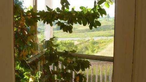 Top of the hill - Mountain-Maple100.jpg