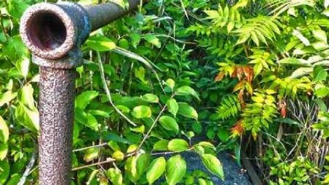 Bring bug spray! - Old-Canal-Remains20.jpg