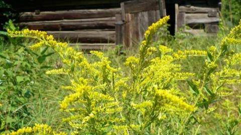 Come see come saw - Saw-Lake-Saw-Mill45.jpg