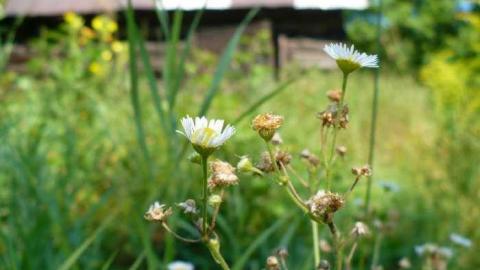 Come see come saw - Saw-Lake-Saw-Mill64.jpg