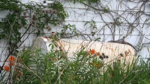 JW Clarke House, Kinsale - JW-Clarke-House,-Kinsale9.jpg