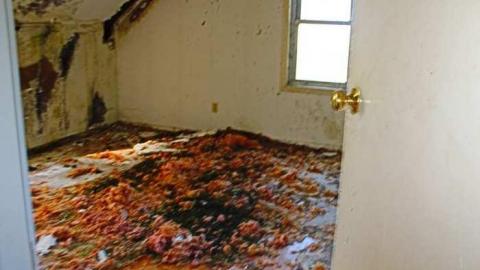 Musky House - sg048.jpg