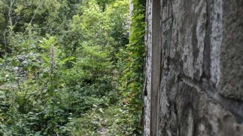 When Nature Takes Over - Darnley-Mill-Crooks-Hollow51.jpg