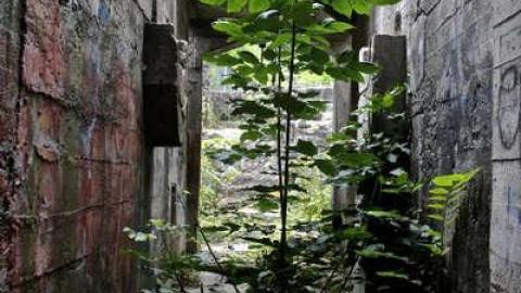 When Nature Takes Over - Darnley-Mill-Crooks-Hollow58.jpg