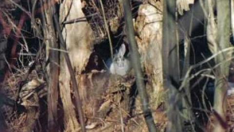 Inverhuron (ghost town) photo 4