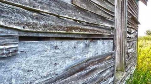 Sunflowers on a cloudy day - Kings-Row-Cabin2.jpg