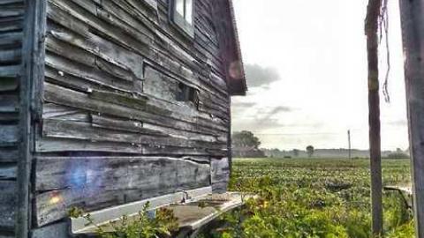 Sunflowers on a cloudy day - Kings-Row-Cabin3.jpg