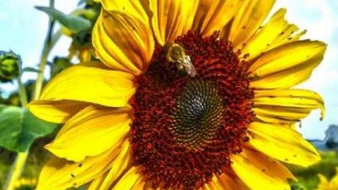 Sunflowers on a cloudy day - Kings-Row-Cabin4.jpg