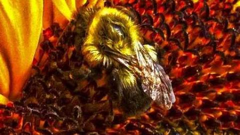 Sunflowers on a cloudy day - Kings-Row-Cabin5.jpg