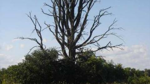 A Distant Mather - Optical-house30.jpg