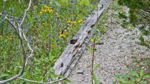 Photo from Bobby Hull's Rink