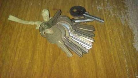 Garden spiders galore - WP_000705.jpg