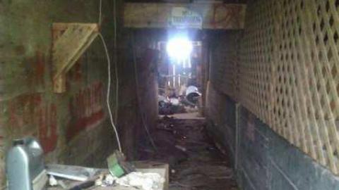 Garden spiders galore - WP_000717.jpg