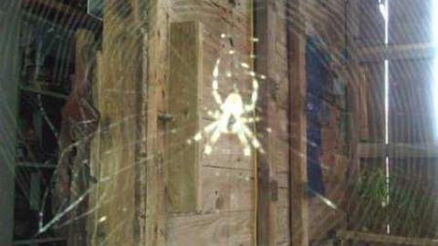 Garden spiders galore - WP_000720.jpg