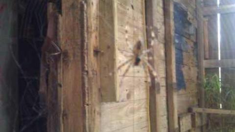 Garden spiders galore - WP_000721.jpg