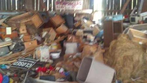 Garden spiders galore - WP_000722.jpg