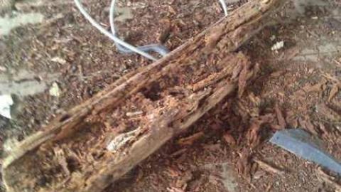 Garden spiders galore - WP_000723.jpg