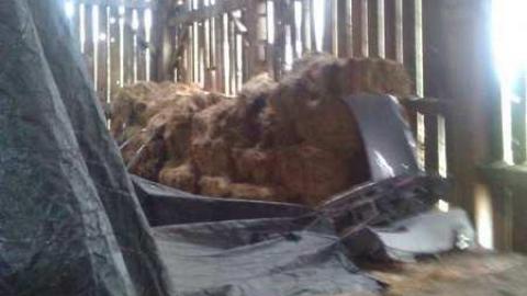 Garden spiders galore - WP_000725.jpg