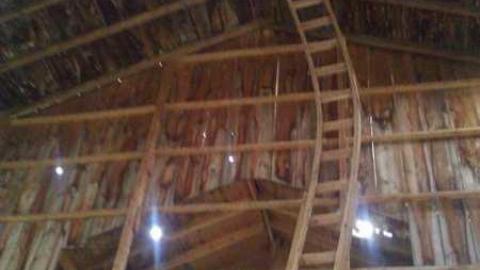 Garden spiders galore - WP_000726.jpg