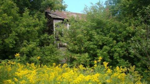 Hidden in the Bush - Cold-Rain21.jpg