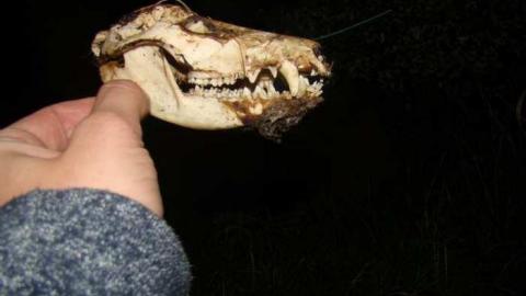 Photo from Wallpaper Forever