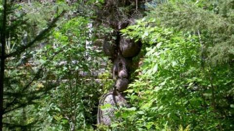 Breast implants tree - Letterkenny-ghost-town18.jpg