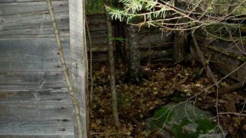 Breast implants tree - Letterkenny-ghost-town16.jpg