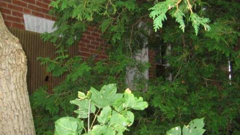 Farmed out in Chesley  - Farmed-Out-in-Chesley6.jpg