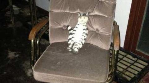 9/15/13, 9/16/13 - Abandoned-Cat-Lady-House228.jpg