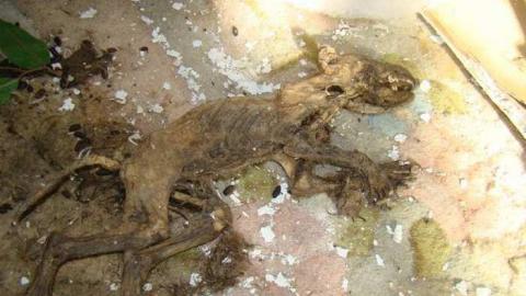 Ferndale Farms - Abandoned-Cat-Lady-House241.jpg