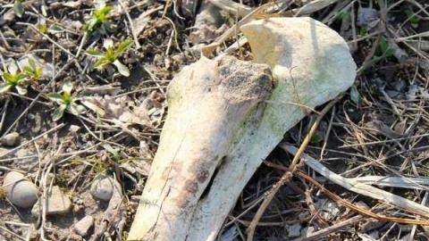 April 2013 Visit - Hyde-Mill-Ruins-(Streetsville)12.jpg