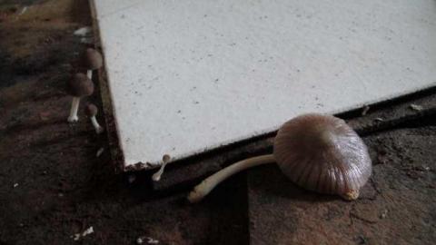 Wyant Wood Supplies - nyimage.jpg