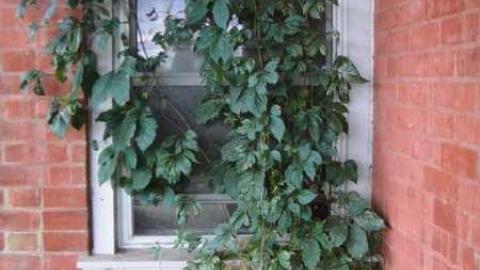 Wyant Wood Supplies - abimage.jpg