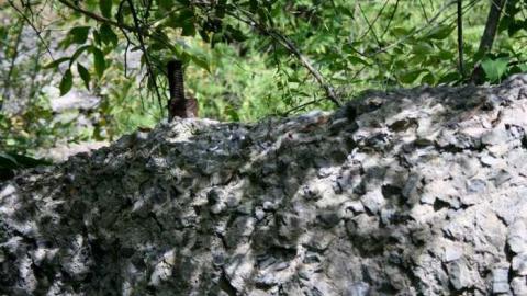 Ruins in the Woods - Ruins-in-the-Woods-of-Odessa4.jpg