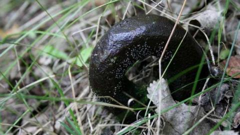 Ruins in the Woods - Ruins-in-the-Woods-of-Odessa16.jpg