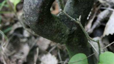 Ruins in the Woods - Ruins-in-the-Woods-of-Odessa8.jpg