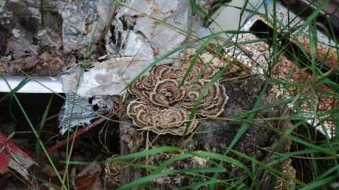 Hwy 35 White House - Hwy-35-Coboconk-white-house16.jpg