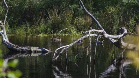 September 2013 - House-In-The-Swamp91.jpg