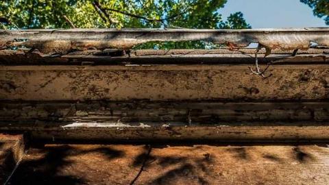 Rosedale Munchkin photo 2