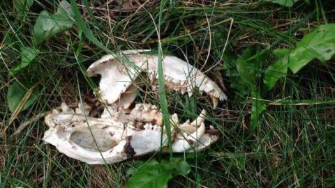 Photo from Next Door