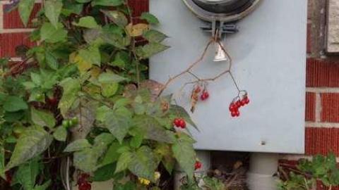 Nothin' Much photo 3