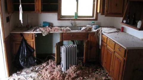 House Of Flies photo 2